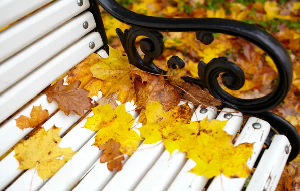 Картинка осень, листья, скамейка, парк, colorful, клен, park, autumn