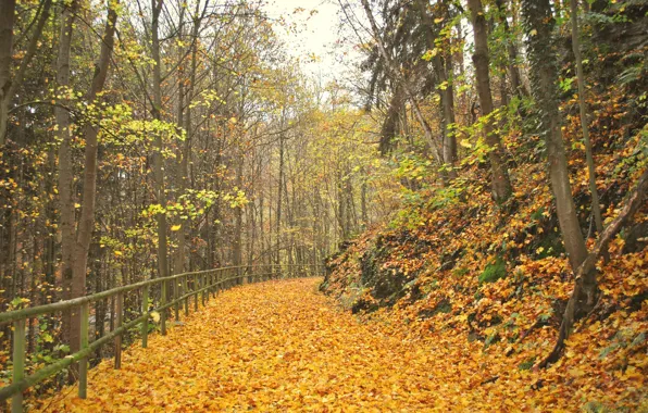 Картинка листва, Осень, дорожка, аллея, листопад, autumn, leaves, alley