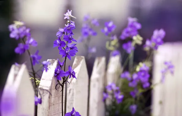 Макро, цветы, природа, забор, ограда, ограждение, цветочки, flowers