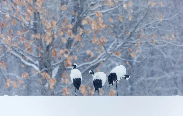 Картинка зима, снег, птица, японский журавль
