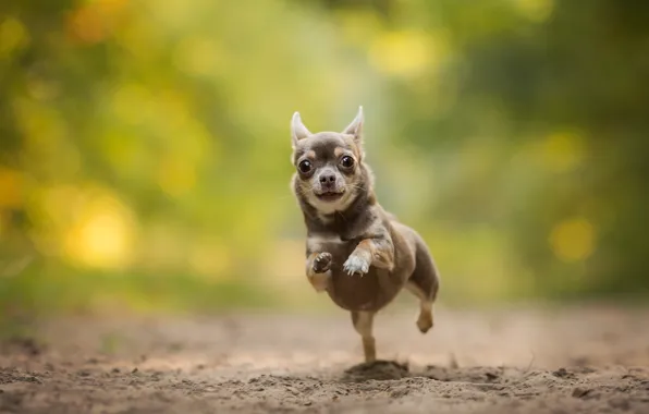 Картинка собака, бег, чихуахуа, боке, пёсик