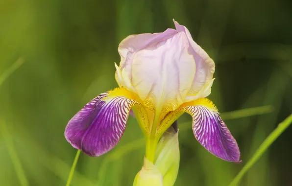 Flower, lily, iris