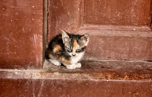 Картинка кошка, одиночество, фон, дверь