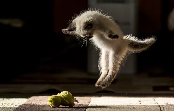 Картинка кошка, прыжок, балет