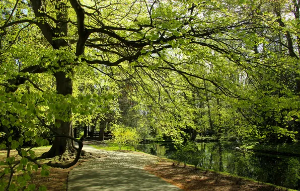 Park, tree, spring, alley