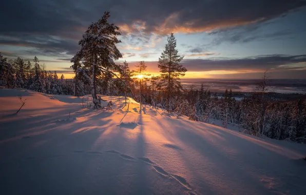 Картинка зима, снег, деревья, закат, Норвегия, Norway, Рингерике, Ringerike