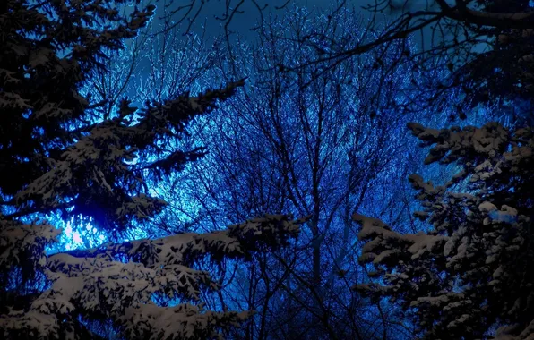 Картинка зима, небо, снег, деревья, природа, вечер, ели, синее