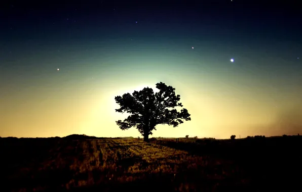 Звезды, дерево, утро