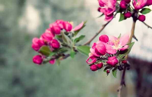 Картинка nature, spring, blossoms