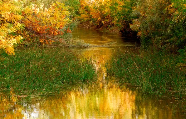 Картинка осень, трава, листья, вода, деревья, природа, пруд, nature