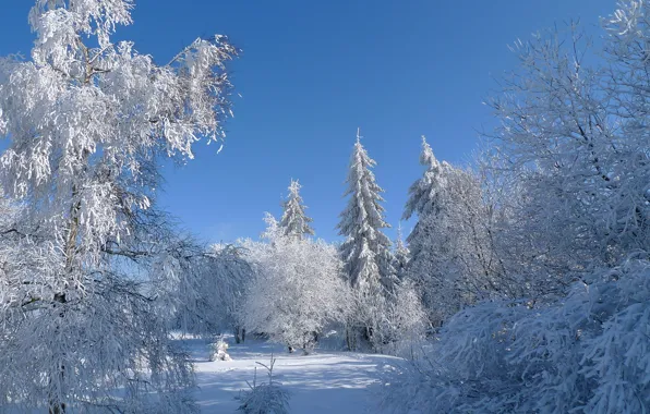 Картинка зима, иней, небо, снег, деревья