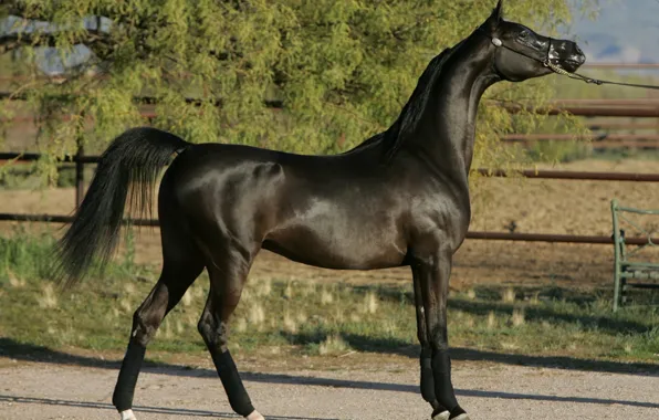Конь, жеребец, Арабская лошадь