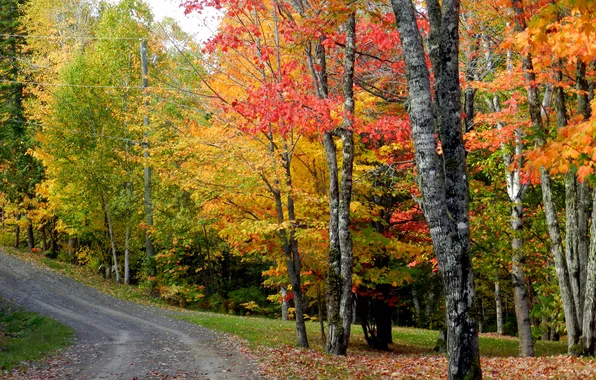 Картинка дорога, осень, лес, небо, деревья, холм