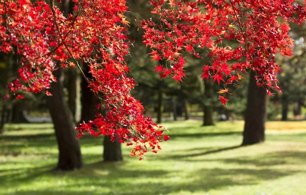 Картинка осень, деревья, ветки, парк, Япония, клён
