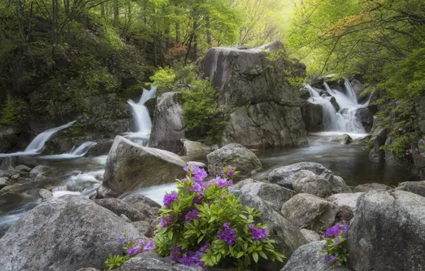 Картинка лес, пейзаж, цветы, природа, ручей, камни, водопад, Корея