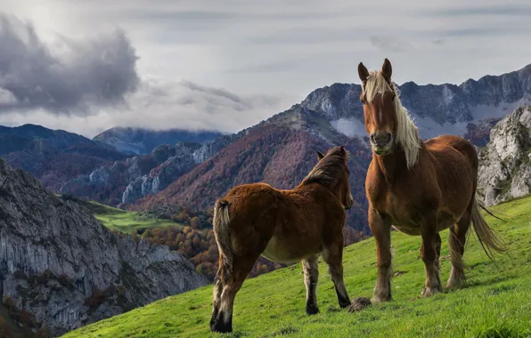 Горы, кони, лошади
