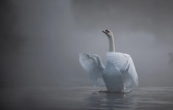 Вода, туман, птица, крылья, лебедь, шея