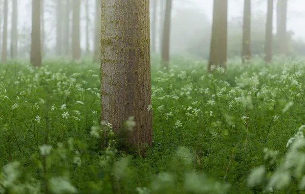 Лес, трава, деревья