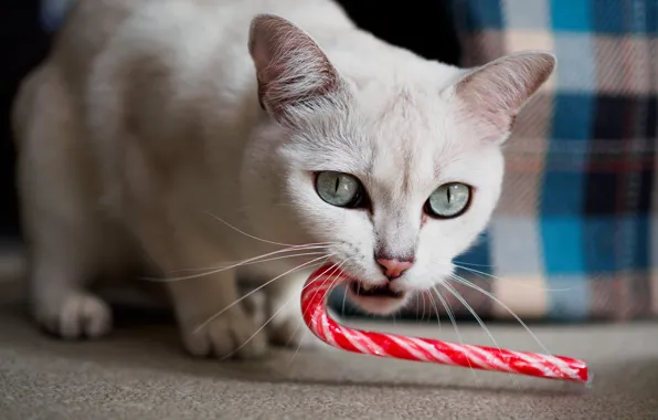 Кошка, белый, кот, взгляд, поза, Рождество, трость, Новый год