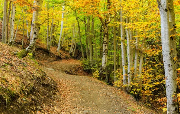 Дорога, осень, лес