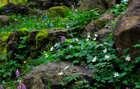 Green, flower, stones, plant