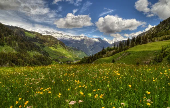 Цветы, горы, весна, Швейцария, долина, Альпы, луг, Switzerland