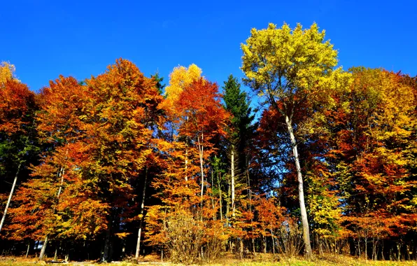 Autumn, leaves, foliage