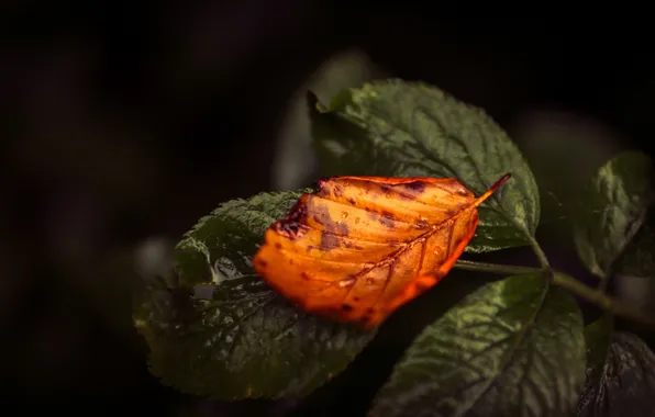 Осень, листья, природа