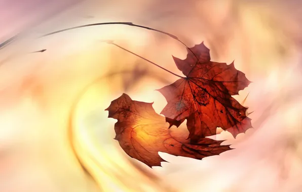 Картинка осень, листья, природа, фон, цвет