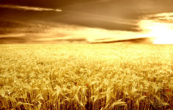 Картинка поле, небо, трава, солнце, природа