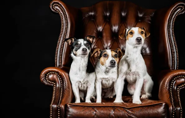 Собаки, портрет, кресло, трио, чёрный фон, троица, Джек-рассел-терьер