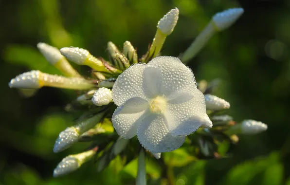 White, flower, drops, dew