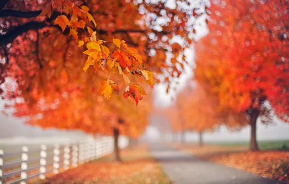 Осень, листья, природа