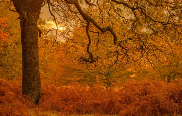 Картинка осень, деревья, парк, Англия, Лондон, папоротник, дуб, London