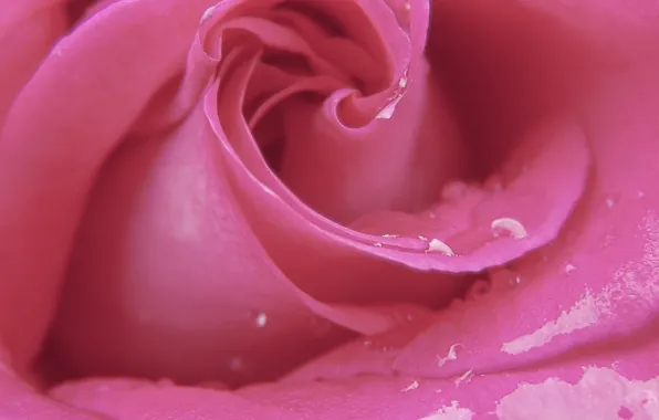 Rose, flower, pink