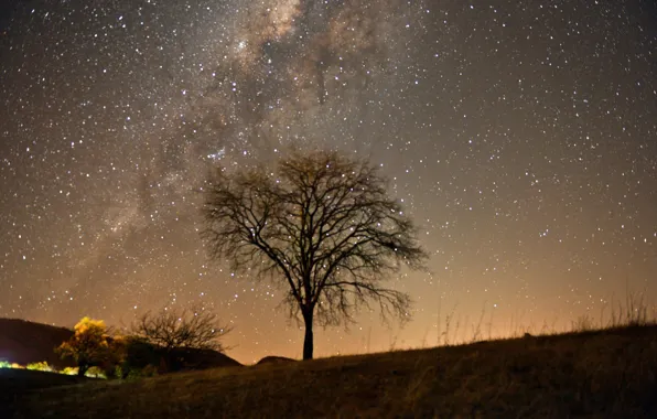 Sky, Stars, Tree, Brazil, Brasil, Paraíba