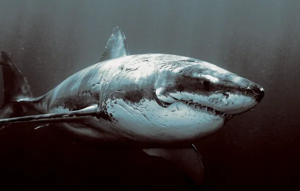 Animals, Great White Shark, animal themes, white and black shark