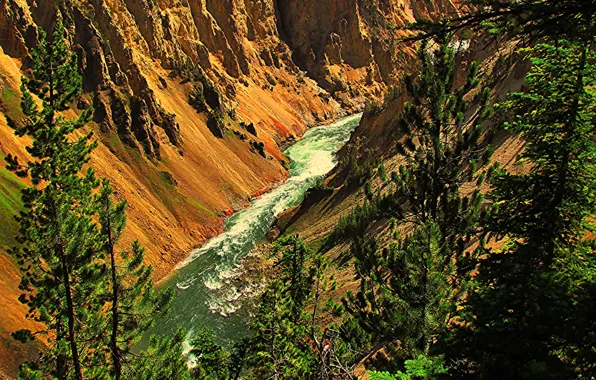Деревья, горы, река, скалы, ущелье, США, Yellowstone National Park