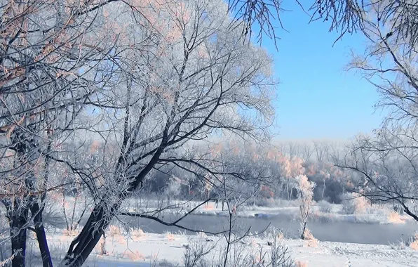 Иней, лес, снег, Зима, Сибирь