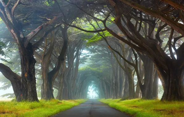 Картинка дорога, деревья, туман