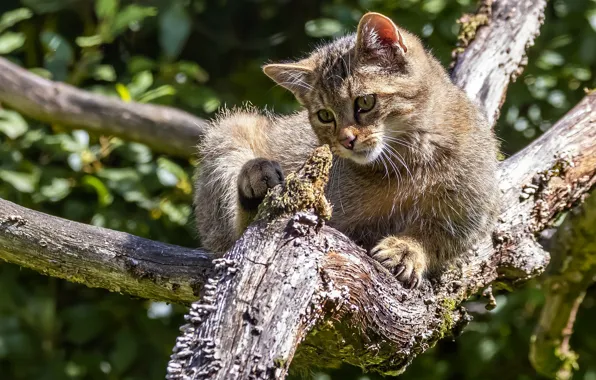 Кошка, кот, взгляд, ветки, поза, серый, дерево, лежит