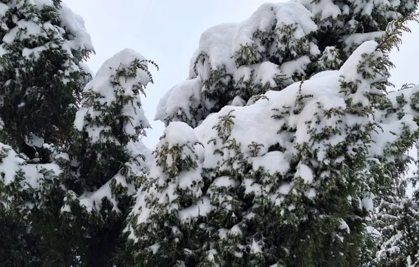 Zima, śnieg, krzak