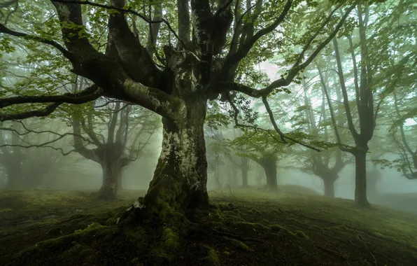 Картинка пейзаж, природа, туман, дерево