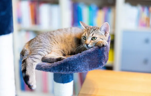 Кошка, котенок, стол, книги, лежит, мех, мордашка, подставка