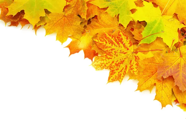 Картинка осень, листья, прожилки, яркость, ворох