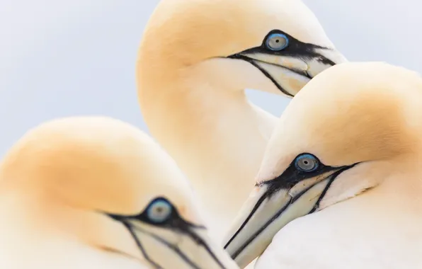 Птицы, природа, Northern Gannet