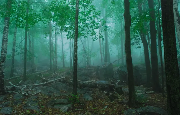 Картинка лес, деревья, природа, туман, камни, США, Wisconsin State Park