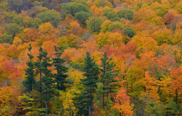 Картинка осень, лес, деревья, ель, склон