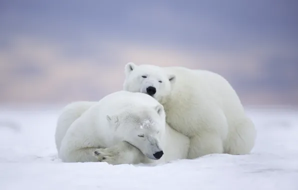 Отдых, сон, медведи, Аляска, Alaska, парочка, белые медведи, Национальный Арктический заповедник