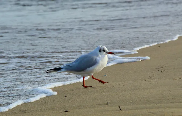 Beach, sea, bird, seagull